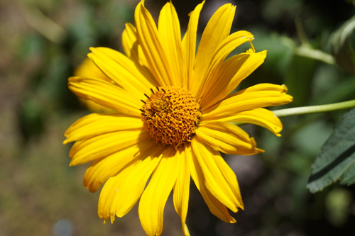 Çiçek ve Gül Resimleri Flowers Blumen V010820190354 N3.jpg