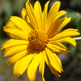 Çiçek ve Gül Resimleri Flowers Blumen V010820190354 N3