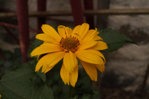 Çiçek ve Gül Resimleri Flowers Blumen V010720170354 N551.jpg