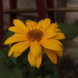 Çiçek ve Gül Resimleri Flowers Blumen V010720170354 N551