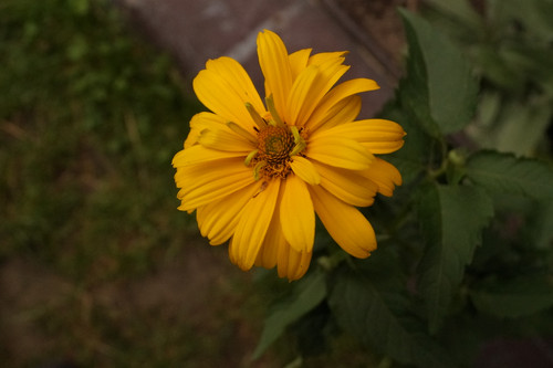 Çiçek ve Gül Resimleri Flowers Blumen V010720170354 N554.jpg