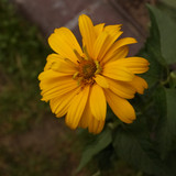 Çiçek ve Gül Resimleri Flowers Blumen V010720170354 N554