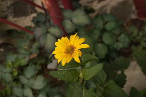 Çiçek ve Gül Resimleri Flowers Blumen V010720170354 N555.jpg