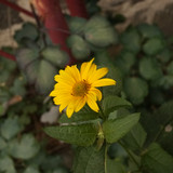 Çiçek ve Gül Resimleri Flowers Blumen V010720170354 N555