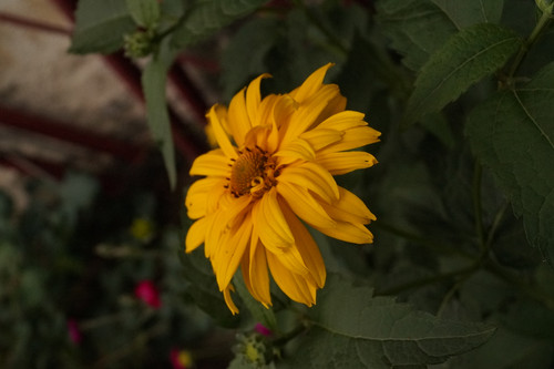 Çiçek ve Gül Resimleri Flowers Blumen V010720170354 N556.jpg