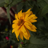 Çiçek ve Gül Resimleri Flowers Blumen V010720170354 N556