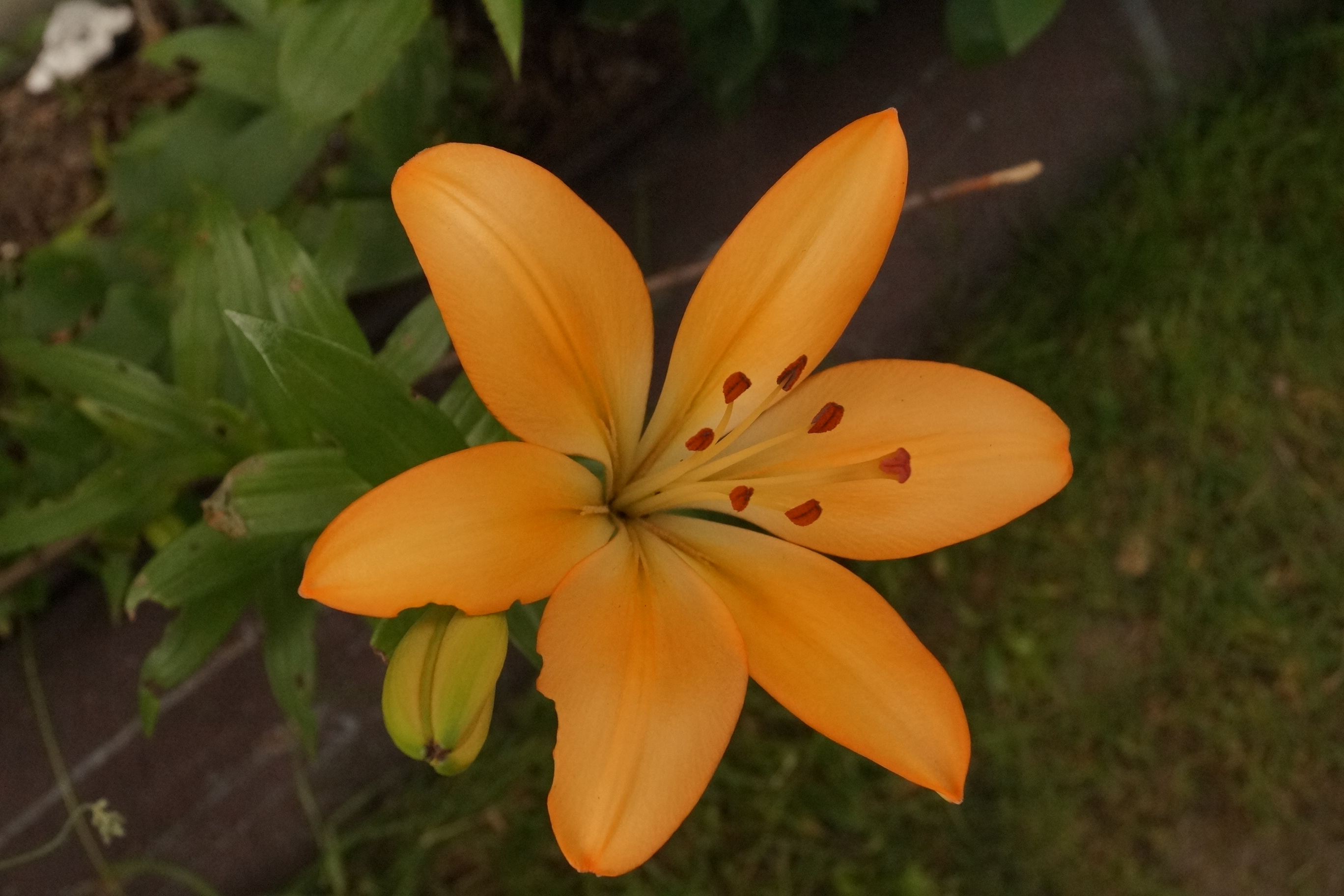 [Image: fh5UauR.jpg]