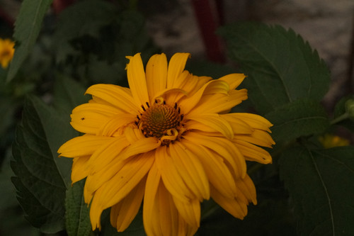 Çiçek ve Gül Resimleri Flowers Blumen V010720170354 N553.jpg