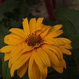 Çiçek ve Gül Resimleri Flowers Blumen V010720170354 N553