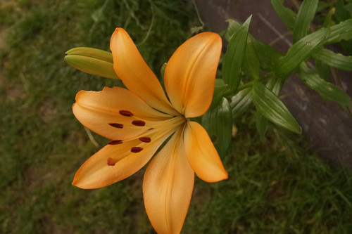 Çiçek ve Gül Resimleri Flowers Blumen V010720170354 N547.jpg