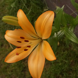 Çiçek ve Gül Resimleri Flowers Blumen V010720170354 N547