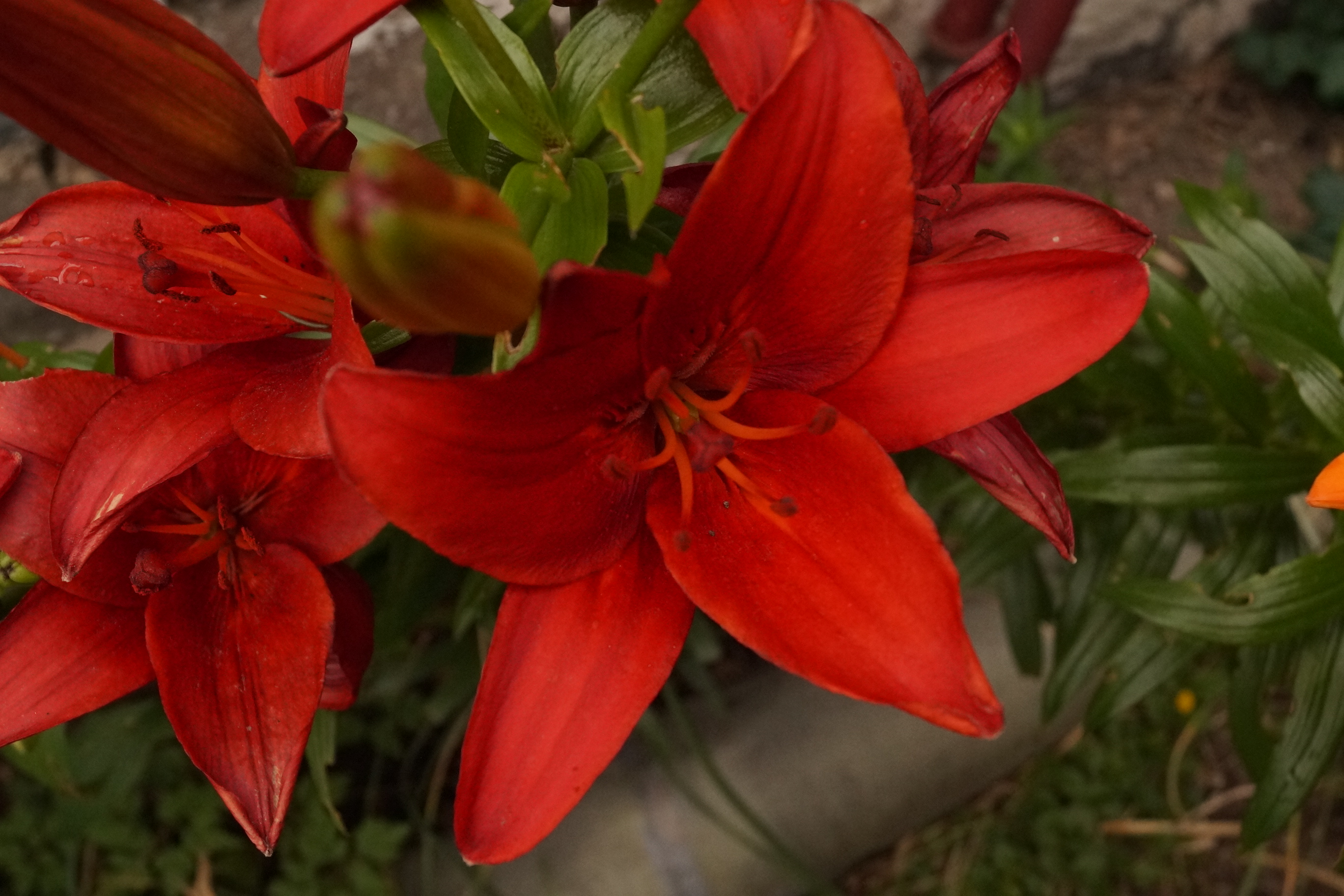 [Image: fh5r7Xp.jpg]