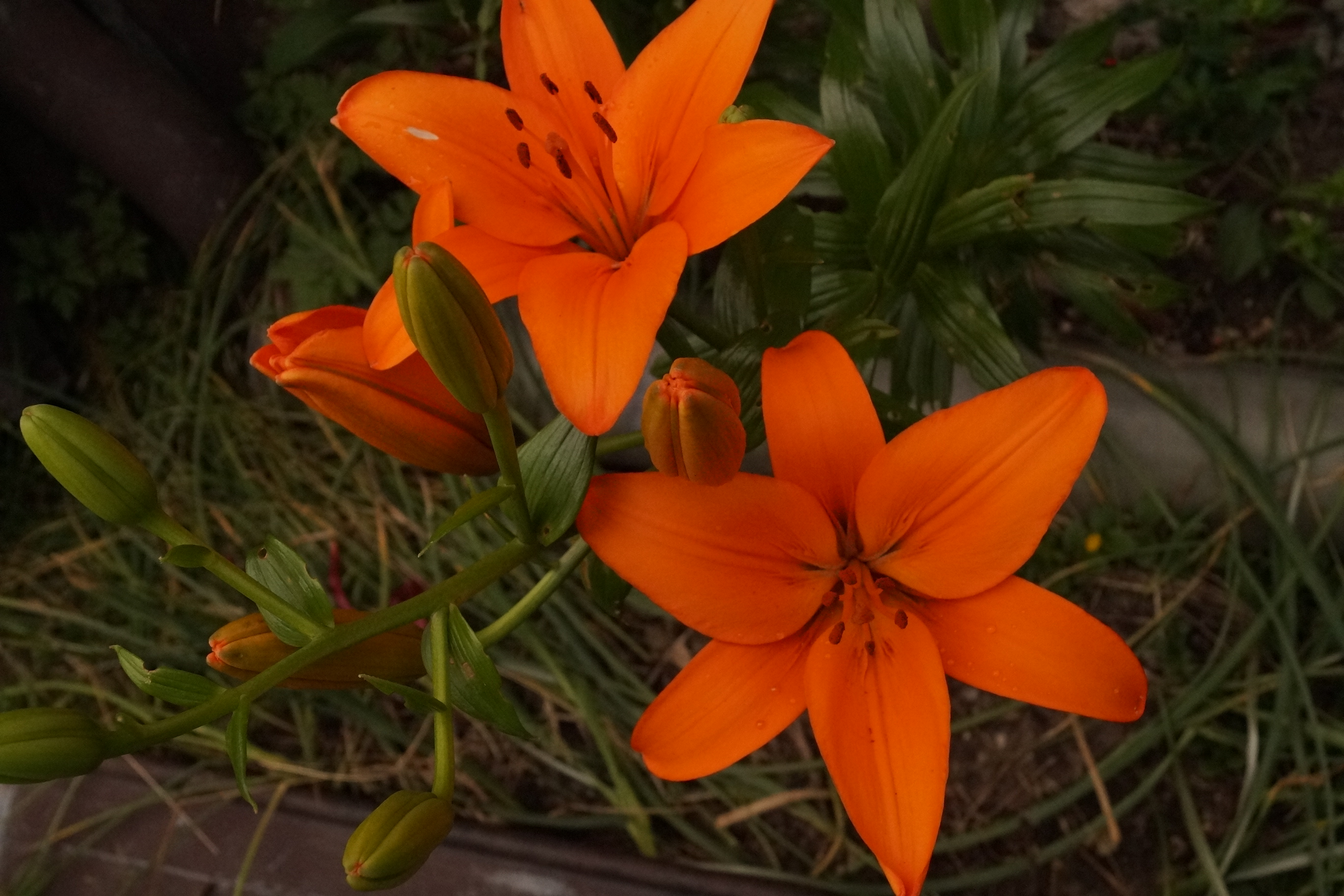 [Image: fh5rYLN.jpg]