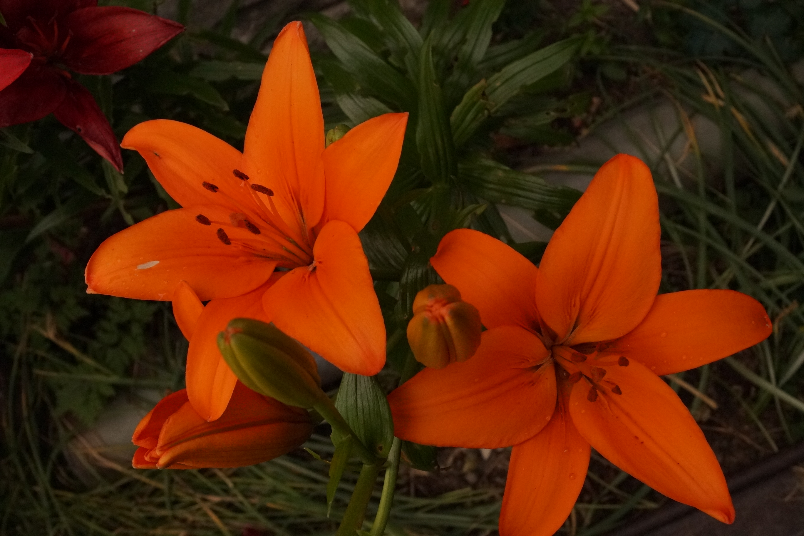 [Image: fh5rl1t.jpg]