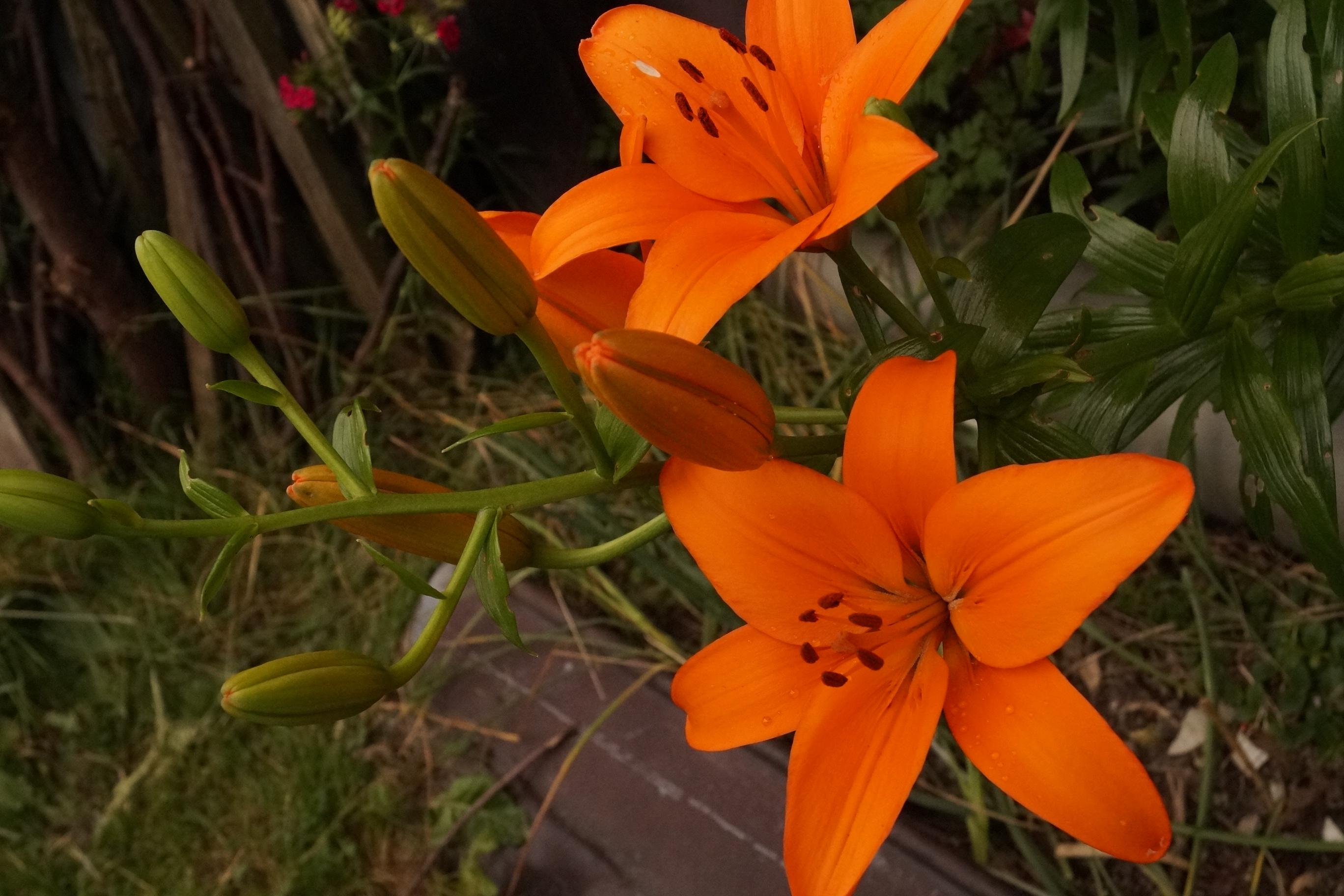 [Image: fh5rnqP.jpg]