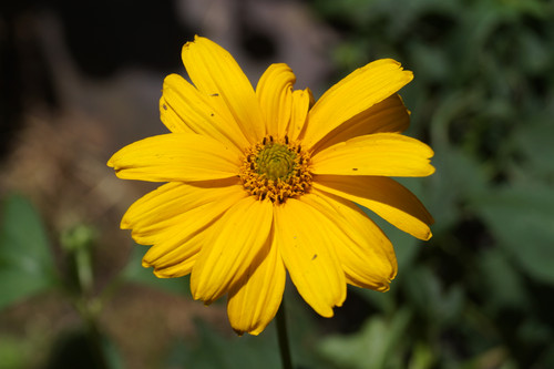 Çiçek ve Gül Resimleri Flowers Blumen V010820190354 N9.jpg