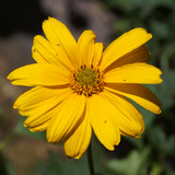 Çiçek ve Gül Resimleri Flowers Blumen V010820190354 N9