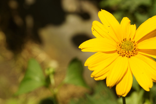 Çiçek ve Gül Resimleri Flowers Blumen V010820190354 N11.jpg