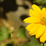 Çiçek ve Gül Resimleri Flowers Blumen V010820190354 N11