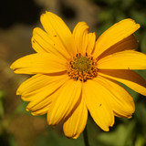 Çiçek ve Gül Resimleri Flowers Blumen V010820190354 N10