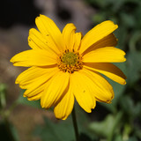 Çiçek ve Gül Resimleri Flowers Blumen V010820190354 N8