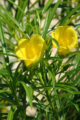 619r4AuNsML. SL1372 .jpg