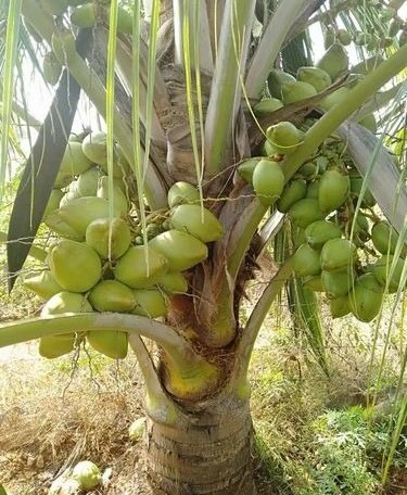 hybrid coconut plant 500x500 (1).jpg