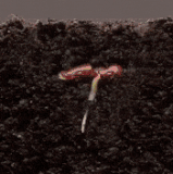 DiscreteJubilantKouprey max 1mb.gif