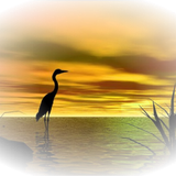 Png Doga Resimleri V100320181240 N163.png