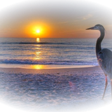 Png Doga Resimleri V100320181240 N204