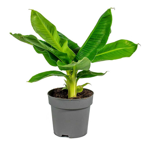 61YjoNtuZOL. SL1500 .jpg