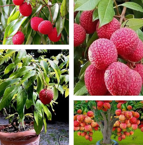 71Iq0C1f5PL. AC UF1000,1000 QL80.jpg