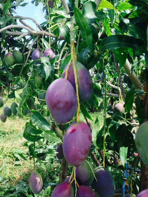 yes annual yes miyazaki mango pl.jpg