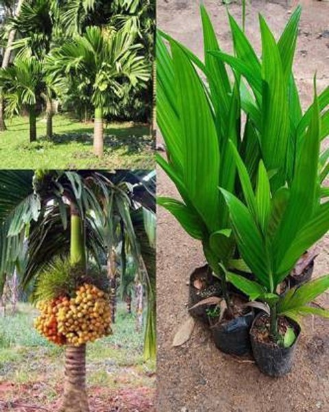 perennial no no betel nut supari.jpg