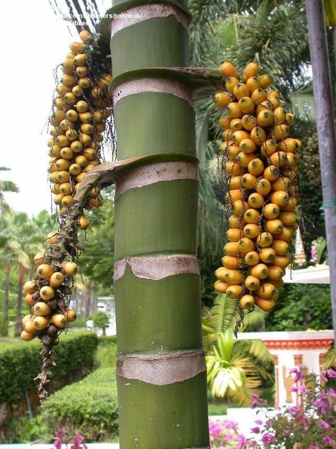 no perennial yes betel nut supar.jpg