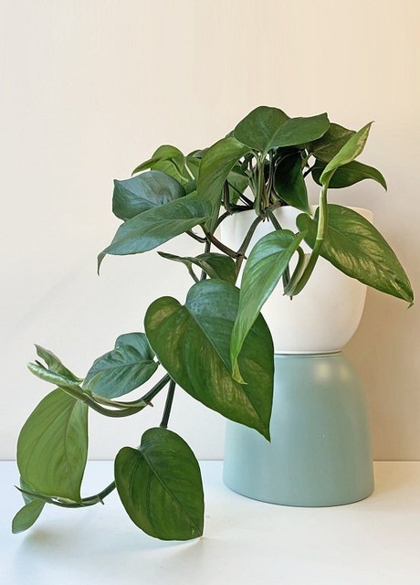 hybrid live money plant 1 eco oc.jpg