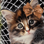 102808334 aramat 03.gif