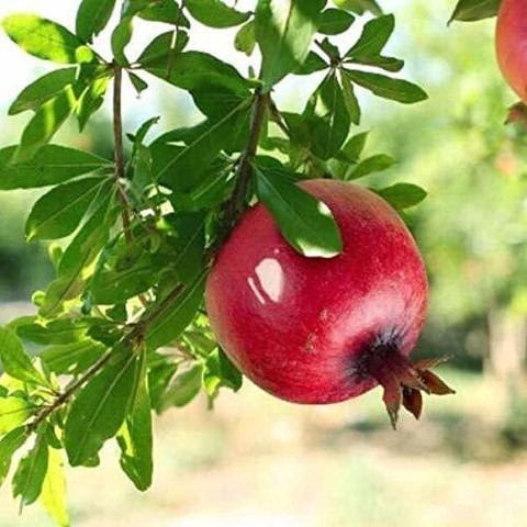 yes perennial yes pomegranate be.jpg