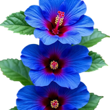 PNG Süslemeler V091120252344 N 58