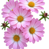 PNG Süslemeler V091120252344 N 55