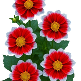 PNG Süslemeler V091120252344 N 59