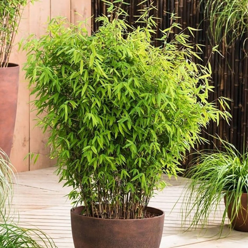 71emOEVv 1L. AC UF1000,1000 QL80.jpg