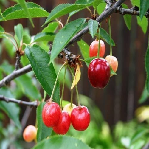 cherry plants.jpg