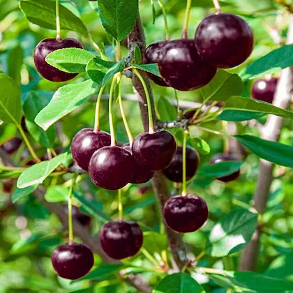 platone cherry fruit plant hybri.jpg