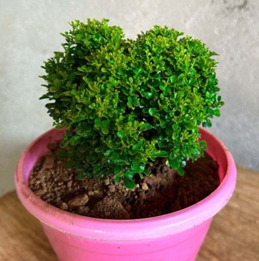 yes perennial yes table kamuni p.jpg