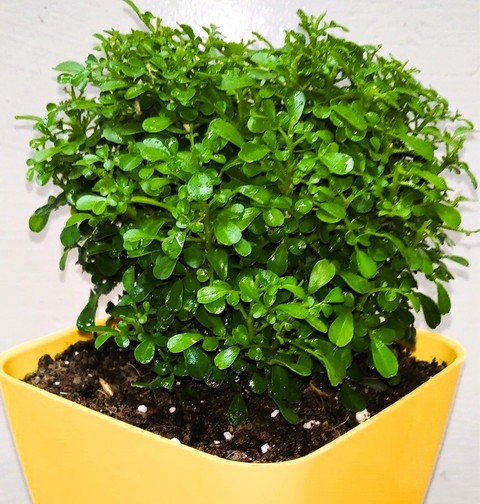 yes perennial no table kamini ai.jpg