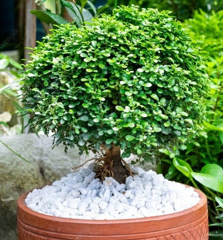 no annual yes table kamini plant.jpg