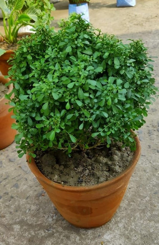 table kamini plants.jpg