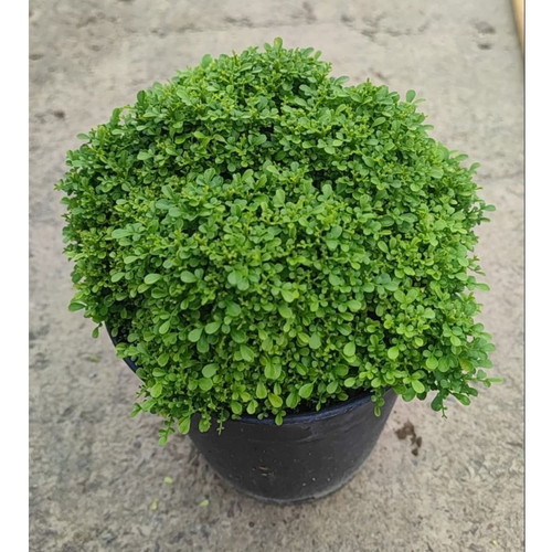 table kamini occidentalis decora.jpg