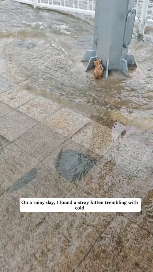 JW LGTaSz rEYTzO.jpg